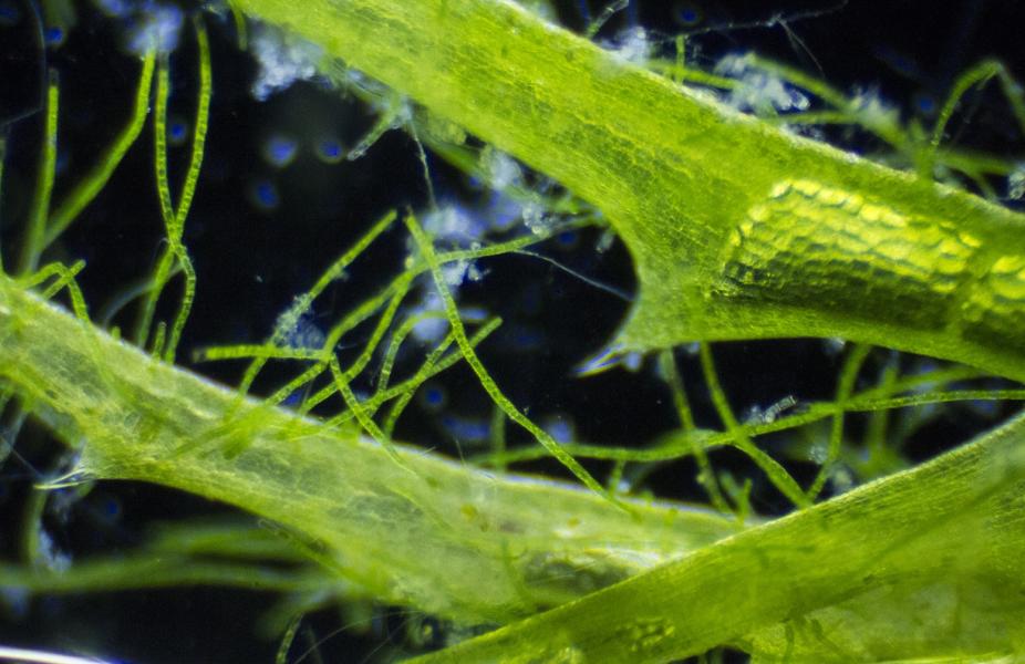 alternative-ingredients-and-materials